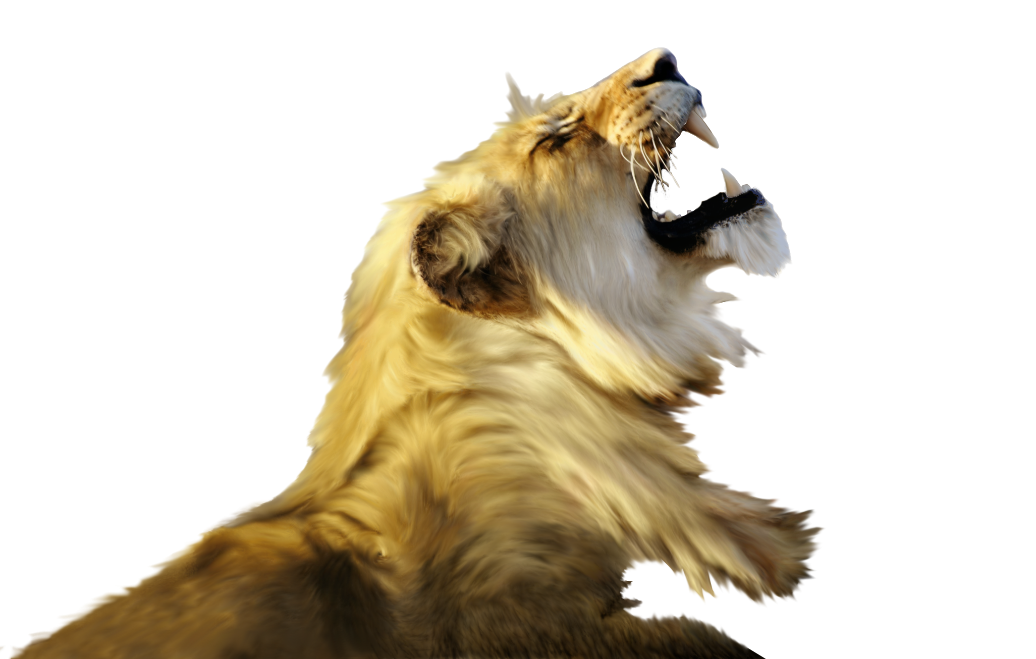 lion layer 7